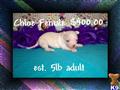 Chihuahua